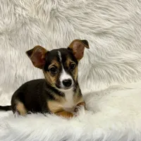 Winston, a male Chihuahua for sale in The Woodlands, TX – Photo 5 of 5