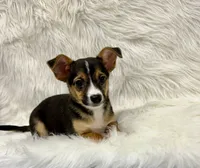 Winston, a male Chihuahua for sale in The Woodlands, TX – Photo 5 of 5