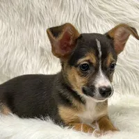 Winston, a male Chihuahua for sale in The Woodlands, TX – Photo 1 of 5