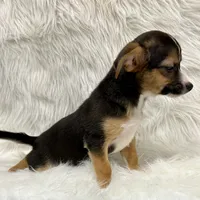 Winston, a male Chihuahua for sale in The Woodlands, TX – Photo 2 of 5