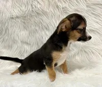 Winston, a male Chihuahua for sale in The Woodlands, TX – Photo 2 of 5