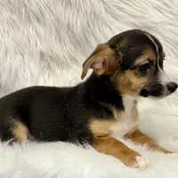 Winston, a male Chihuahua for sale in The Woodlands, TX – Photo 4 of 5