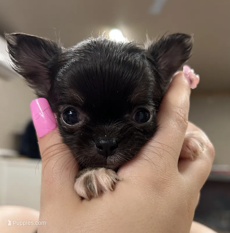 Harley – Chihuahua puppy for sale in The Woodlands, TX