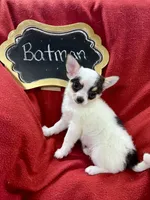 Batman , a male Chihuahua for sale in The Woodlands, TX – 4 of 5