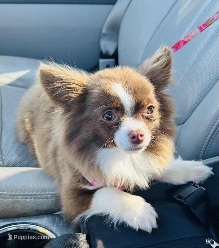 Tilly – Chihuahua puppy for sale in Tarboro, NC