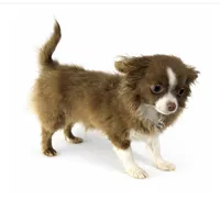 Tilly, a female Chihuahua for sale in Tarboro, NC – Photo 2 of 2