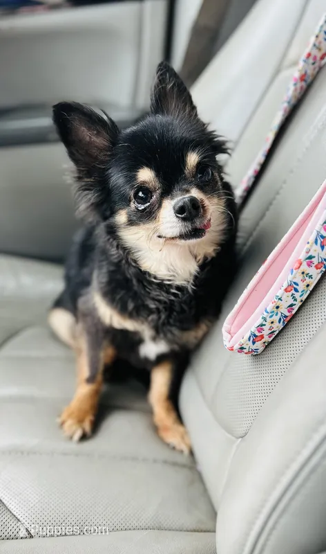 Lizzie, a female Chihuahua for sale in Tarboro, NC – Photo 1 of 1