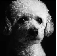 Clementine, a female Poodle - Toy  for sale in Tarboro, NC – Photo 1 of 3