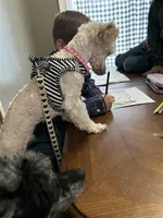 Clementine, a female Poodle - Toy  for sale in Tarboro, NC – Photo 3 of 3