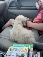 Clementine, a female Poodle - Toy  for sale in Tarboro, NC – Photo 2 of 3