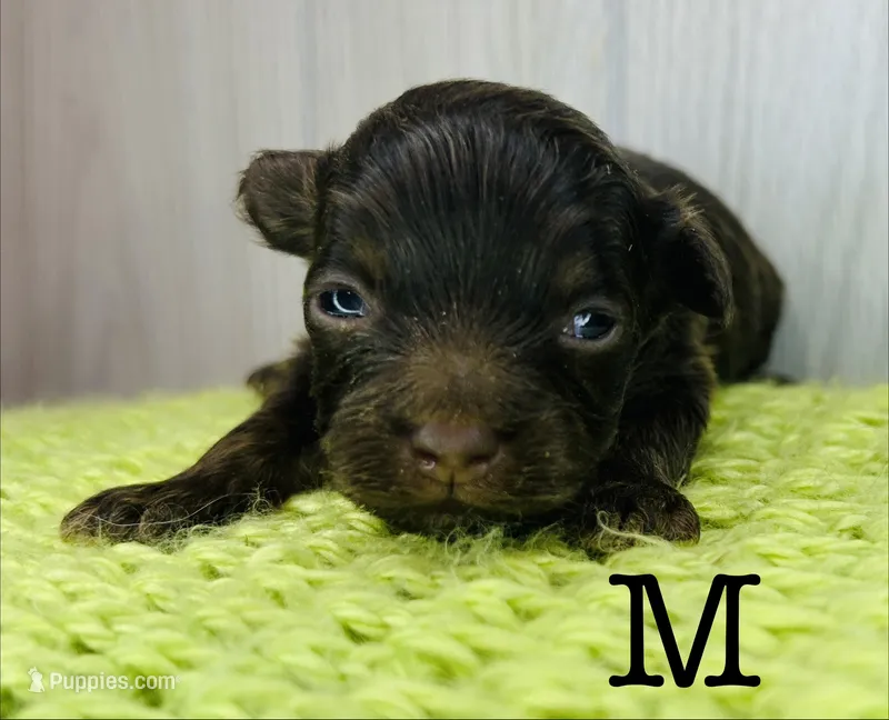 M – Chihuahua, Poodle - Toy  puppy for sale in Tarboro, NC