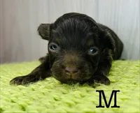 M, a male Chihuahua and Poodle - Toy  for sale in Tarboro, NC – 1 of 1
