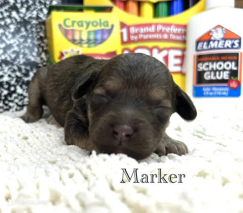 Marker – Cockapoo puppy for sale in Tarboro, NC