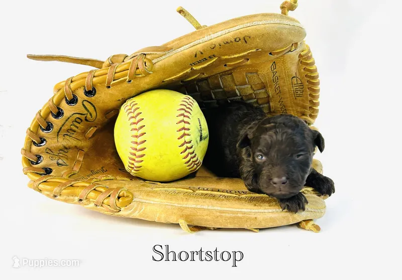 Shortstop