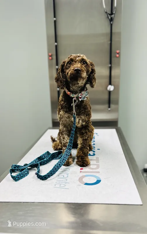Sunday – Cockapoo puppy for sale in Tarboro, NC