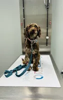 Sunday, a female Cockapoo for sale in Tarboro, NC – 1 of 2