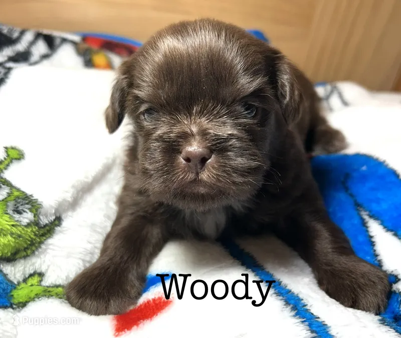 Woody – Shih Tzu puppy for sale in Tarboro, NC