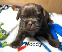 Woody, a male Shih Tzu for sale in Tarboro, NC – 1 of 1