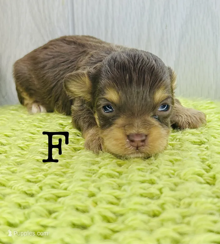 F – Chihuahua, Poodle - Toy  puppy for sale in Tarboro, NC