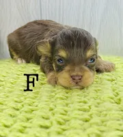 F, a male Chihuahua and Poodle - Toy  for sale in Tarboro, NC – 1 of 1