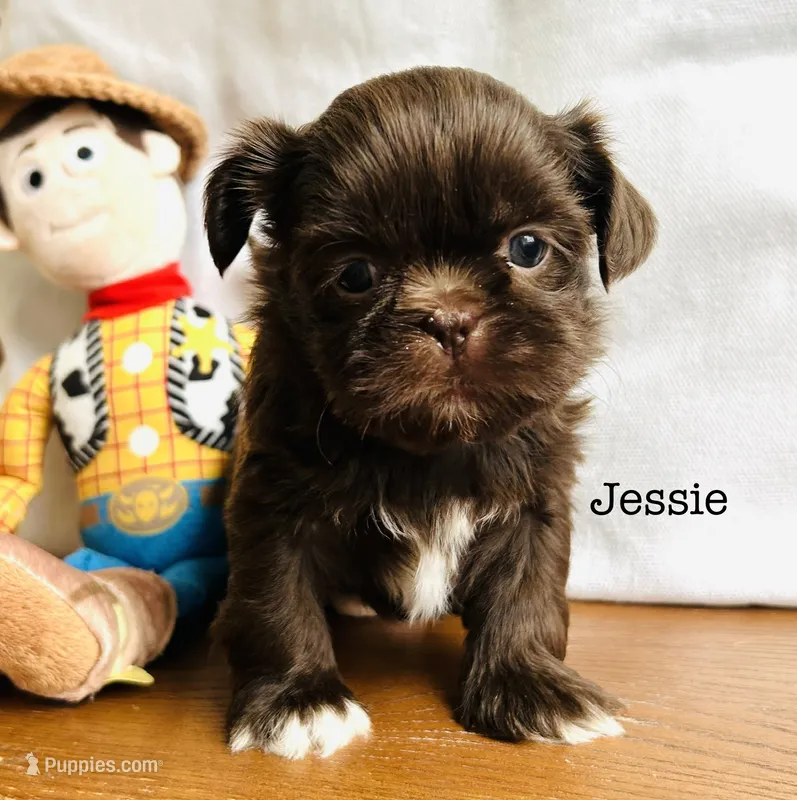 Jessie – Shih Tzu puppy for sale in Tarboro, NC