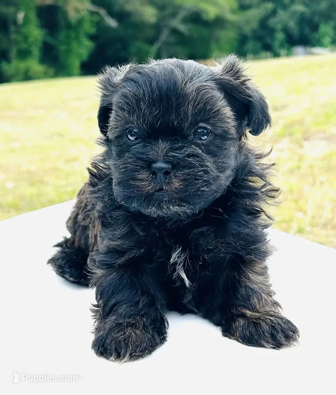 Curly, a male Shihpoo for sale in Tarboro, NC – Photo 1 of 1