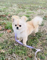 Winnie, a female Chihuahua for sale in Tarboro, NC – 3 of 3