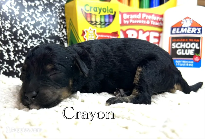 Crayon – Cockapoo puppy for sale in Tarboro, NC