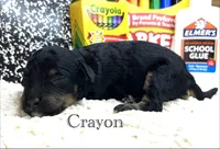 Crayon, a female Cockapoo for sale in Tarboro, NC – 1 of 1