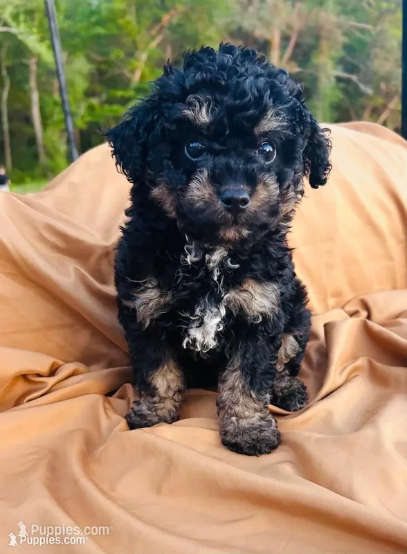 Second base – Poodle - Toy  puppy for sale in Tarboro, NC