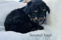 Second base, a male Poodle - Toy  for sale in Tarboro, NC – Photo 1 of 2