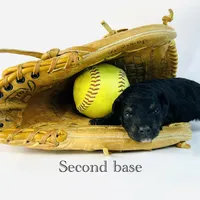 Second base, a male Poodle - Toy  for sale in Tarboro, NC – Photo 2 of 2