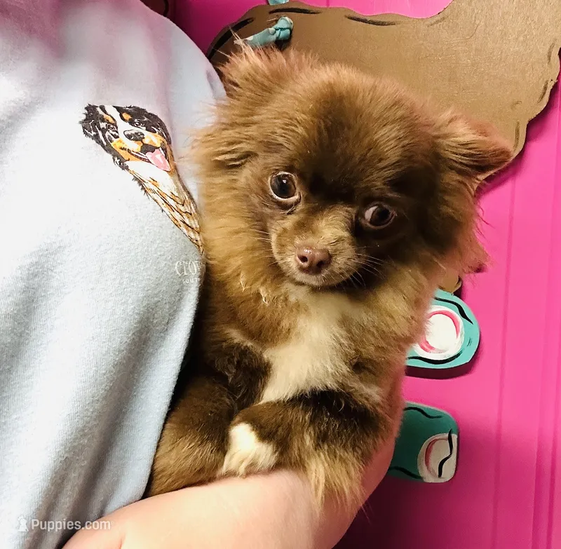Tate, a female Chihuahua for sale in Tarboro, NC – 1 of 3