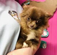 Tate, a female Chihuahua for sale in Tarboro, NC – 1 of 3