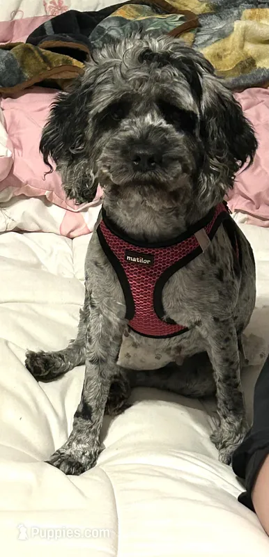 Sterlyn – Cockapoo puppy for sale in Tarboro, NC