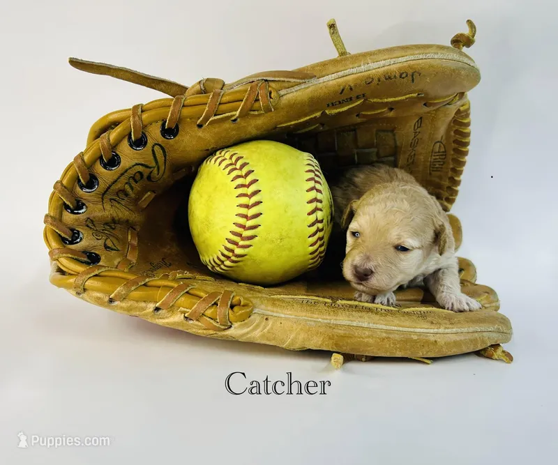 Catcher