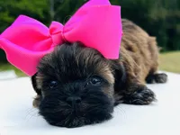 Moe, a female Shihpoo for sale in Tarboro, NC – Photo 3 of 3