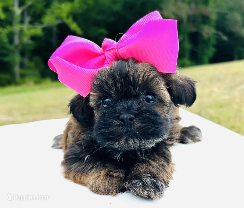 Moe, a female Shihpoo for sale in Tarboro, NC – Photo 1 of 3