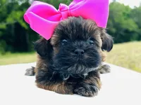 Moe, a female Shihpoo for sale in Tarboro, NC – Photo 2 of 3