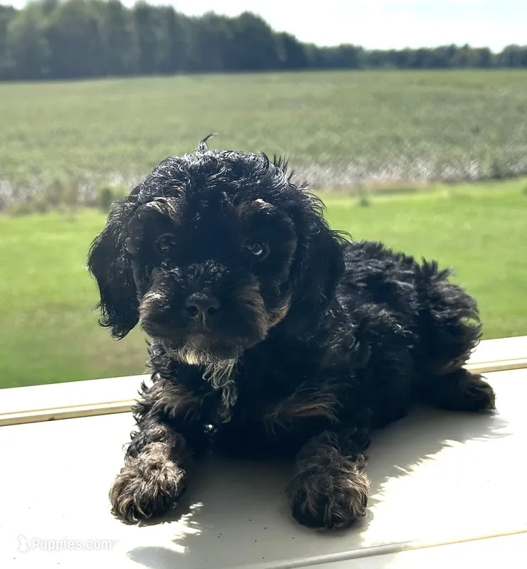 Crayon – Cockapoo puppy for sale in Tarboro, NC