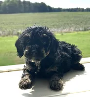 Crayon, a female Cockapoo for sale in Tarboro, NC – 1 of 2