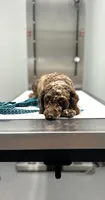 Sunday, a female Cockapoo for sale in Tarboro, NC – 2 of 2