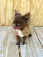 Tate, a female Chihuahua for sale in Tarboro, NC – 3 of 3