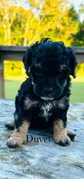 Duvet, a female Cockapoo for sale in Tarboro, NC – Photo 2 of 2