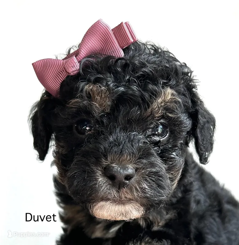 Duvet, a female Cockapoo for sale in Tarboro, NC – Photo 1 of 2