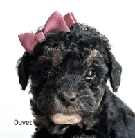 Duvet, a female Cockapoo for sale in Tarboro, NC – Photo 1 of 2