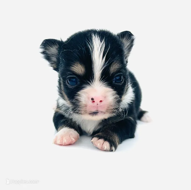 Eeyore – Chihuahua puppy for sale in Tarboro, NC