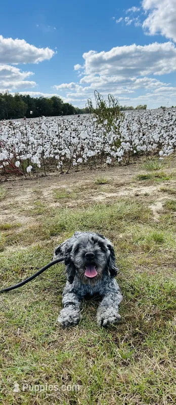 Sterlyn – Cockapoo puppy for sale in Tarboro, NC