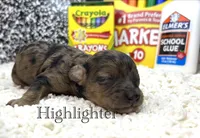 Highlighter, a female Cockapoo for sale in Tarboro, NC – 1 of 1