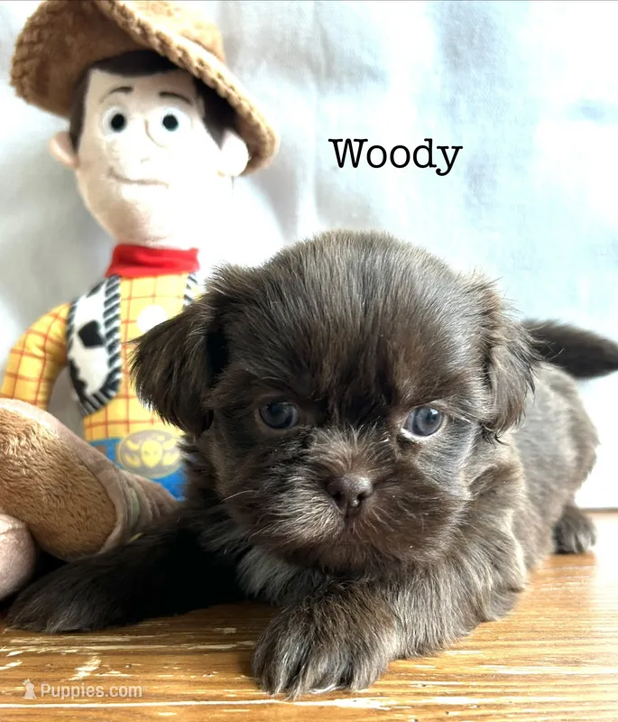 Woody – Shih Tzu puppy for sale in Tarboro, NC